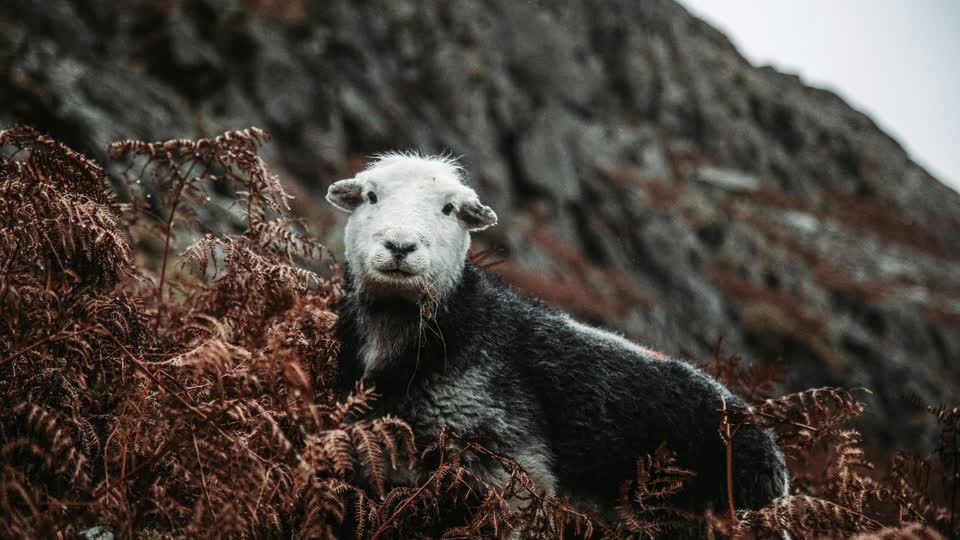 Herdwick Sheep